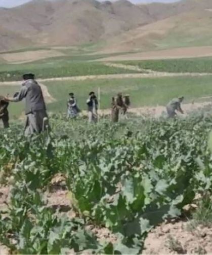 Afganistan'da 3 bin dönümden fazla haşhaş ekili alan yok edildi