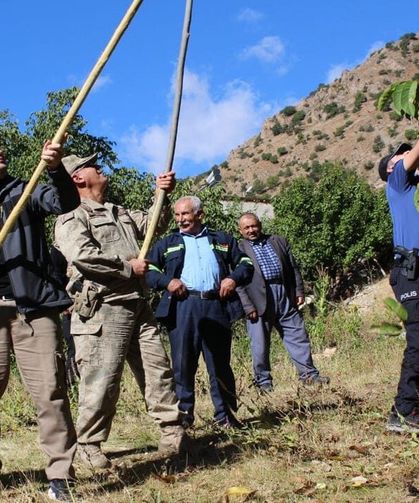 Çatak’ta ceviz hasadı başladı
