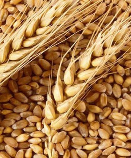 Karadeniz'de tahıl krizi derinleşiyor: Buğday ihracatı 16 yılın dibinde!