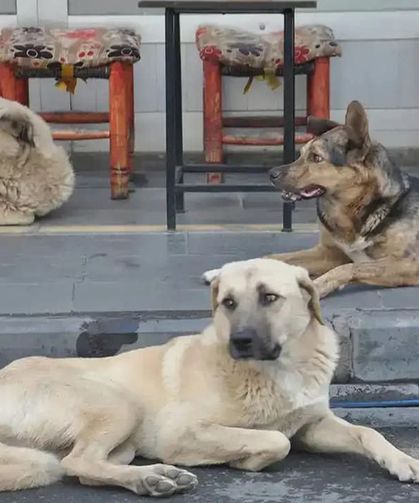 Sokak hayvanları derneklerinin mali işlemlerinde usulsüzlük tespiti