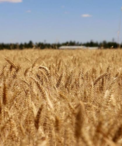 TİGEM, 4 bin 427 ton buğdayı satışa sunuyor