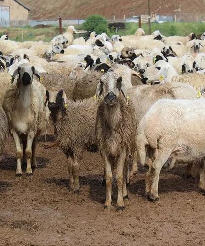 TİGEM’den 675 küçükbaş hayvan için satış ihalesi