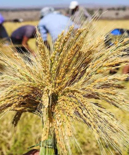TMO, 2026 yılı çeltik alım fiyatlarını duyurdu