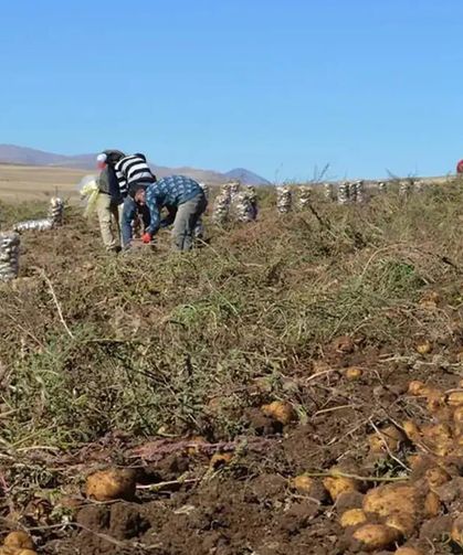 Türkiye’de tarımsal kooperatiflerin sayısı 8 bin 933’e ulaştı