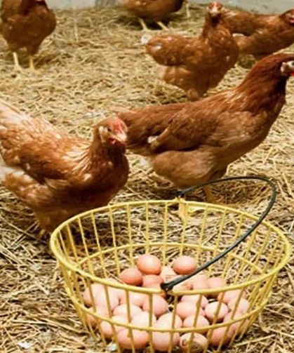 Türkiye’de tavuk eti ve yumurta üretimi ağustosta arttı