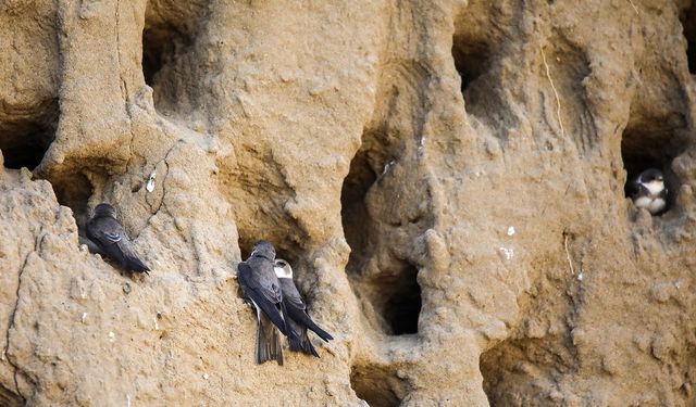 Van'da kırlangıçların yuva yaptığı kum tepeleri fotoğraf tutkunlarını ağırlıyor