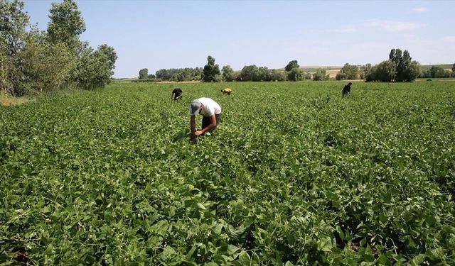 Bitlis'te atıl durumdaki 40 bin dekar alandan 16 bin 500 dekarı üretime kazandırıldı