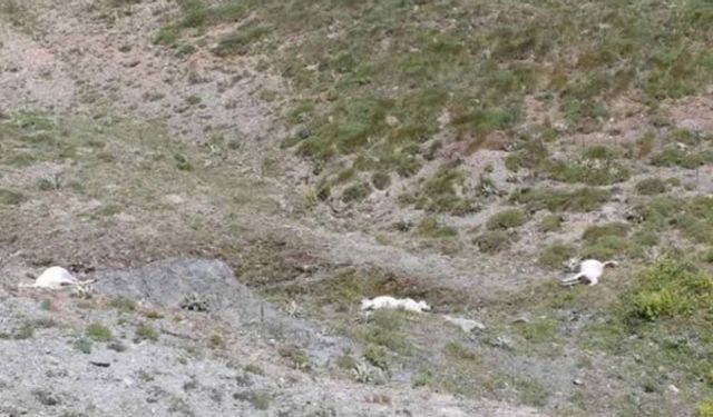 Erciş'te uçurumdan düşen 117 küçükbaş hayvan telef oldu