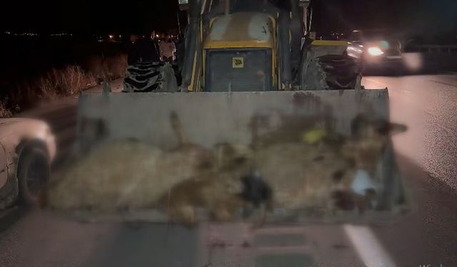 Van'da otomobil koyun sürüsüne daldı: Koyunlar telef oldu