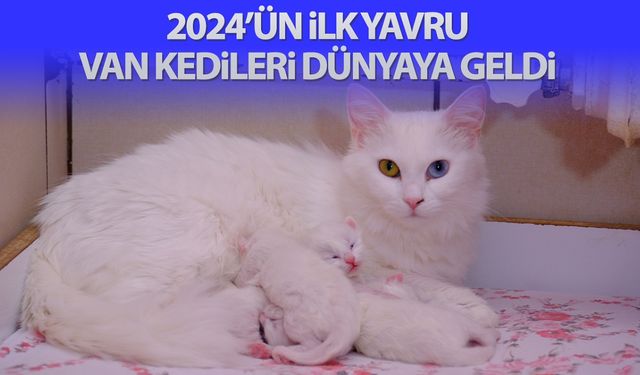 2024’ün ilk yavru Van kedileri dünyaya geldi
