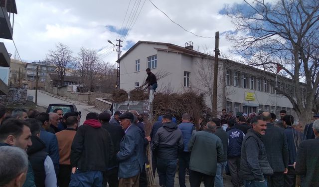 Van'da ücretsiz fidan dağıtımı sürüyor