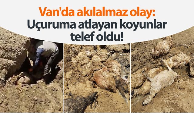 Van'da akılalmaz olay: Uçuruma atlayan çok sayıda koyun telef oldu!