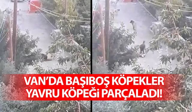 Van’da başıboş köpekler yavru köpeği parçaladı!