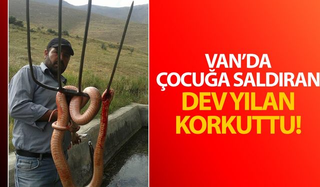 Van’da çocuğa saldıran dev yılan paniğe yol açtı!