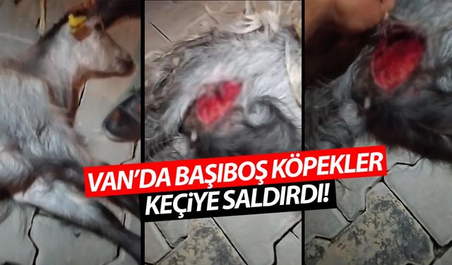 Van’da başıboş köpekler keçiye saldırdı!