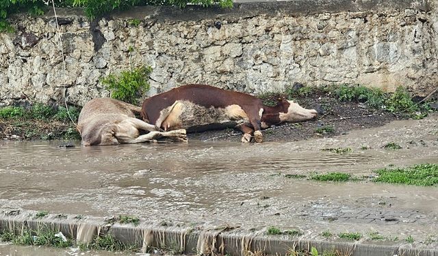 Kars'ta otomobilin çarptığı sürüdeki 2 inek telef oldu