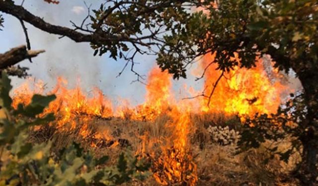 Ankara'da orman yangını
