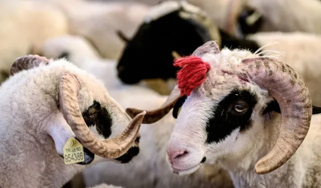 Kurbanı böyle çıkanlara artık parası iade edebilecek: Çoğu kişinin haberi yok