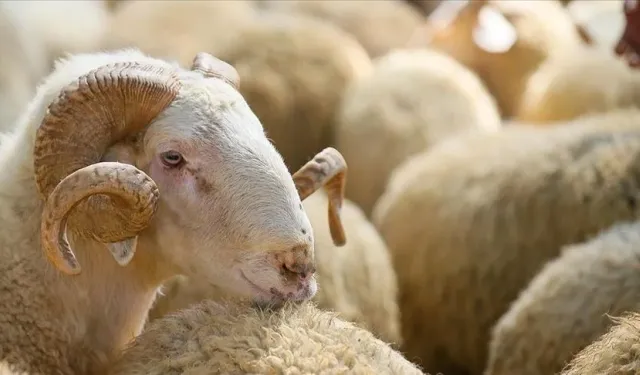 Kurban Ne Zamana Kadar Kesilir? İşte Diyanet’in Açıklaması