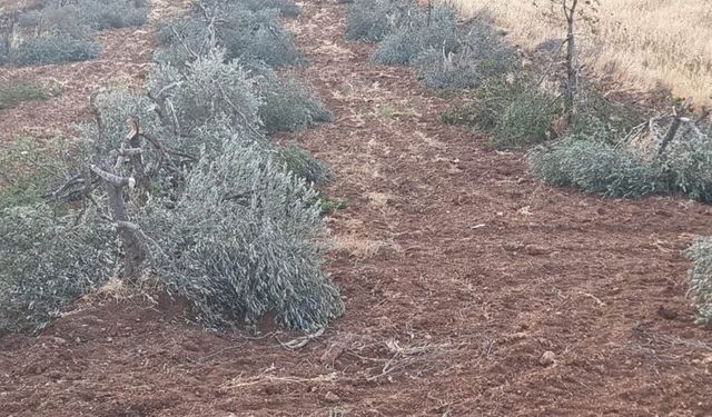 Yahudiler ekini ve nesli ifsad etmeyi sürdürüyor