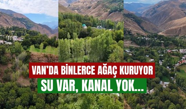 Van’da binlerce ağaç kuruma tehlikesiyle karşı karşıya! Su var, kanal yok…
