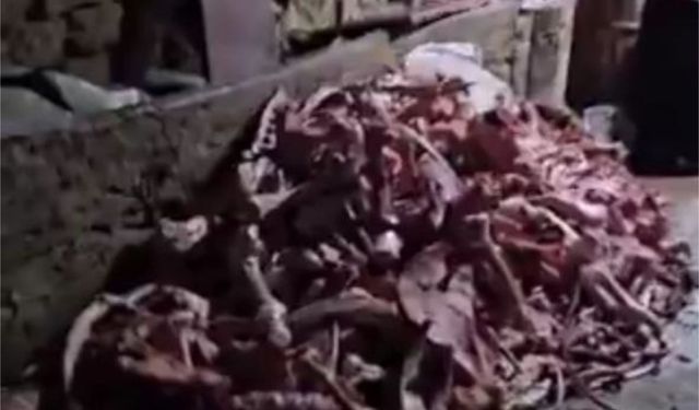Bir ahırda 1,5 ton uygunsuz et ele geçirildi