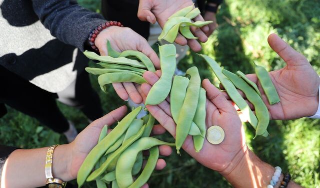 Gevaş Fasulyesi kalitesiyle tüm kriterleri karşıladı