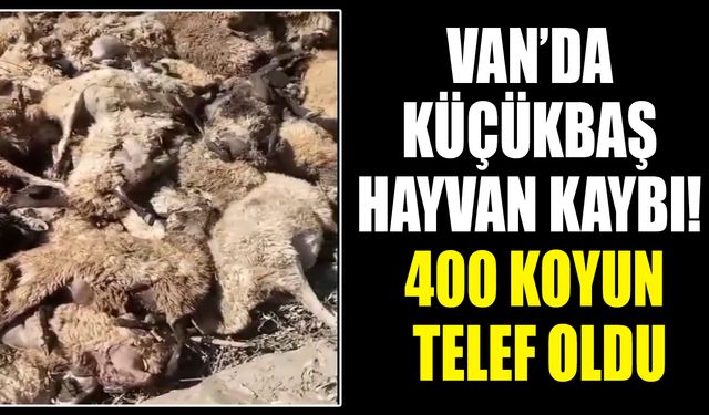 Van’da küçükbaş hayvan kaybı! 400 koyun telef oldu