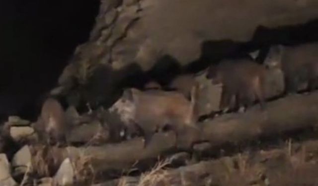 Van’da mahalleye yaban domuzları indi