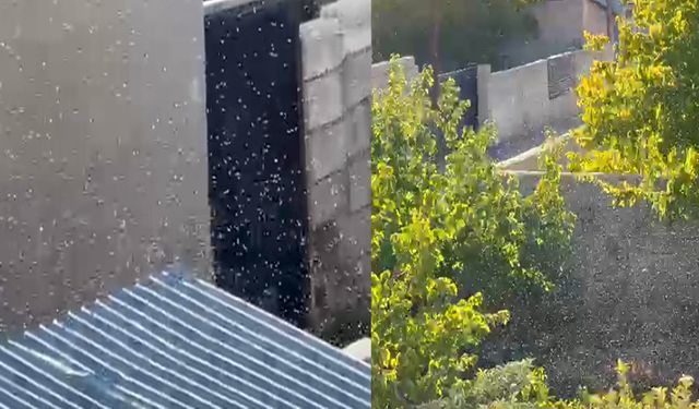 Tuşba ilçesinde sivrisinek istilası