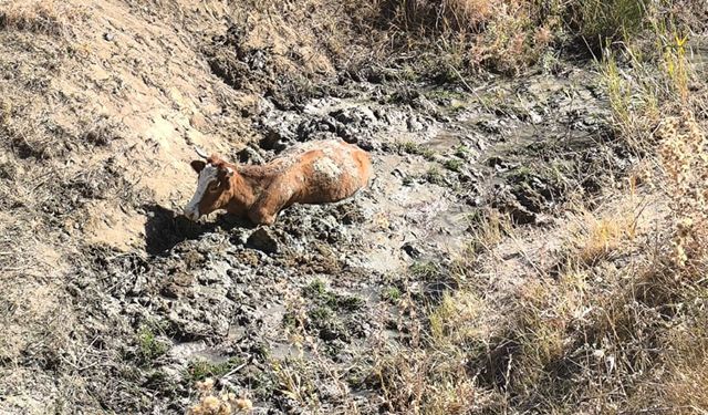 Van’da bataklığa saplanan inek kurtarıldı