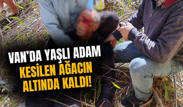 Van’da yaşlı adam kesilen ağacın altında kaldı!