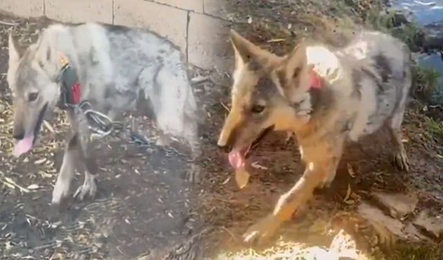 Van’da kurdu zincirle bağlayan şahsa ağır ceza