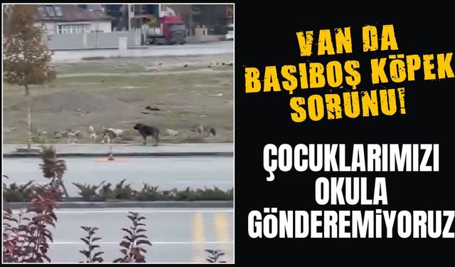 Van’da başıboş köpek sorunu!