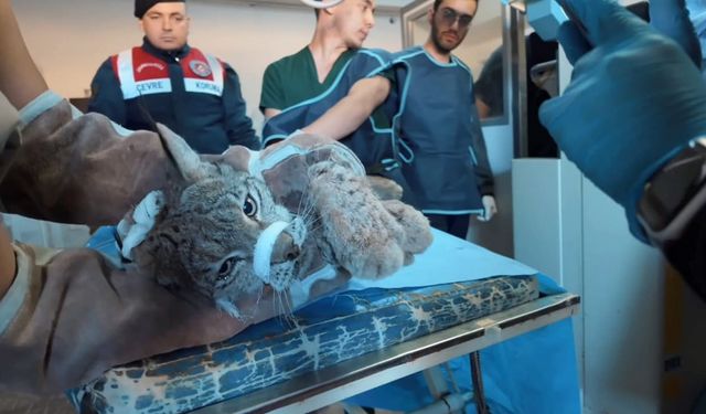 Van’da bitkin hâlde bulunan vaşak, tedavi altına alındı