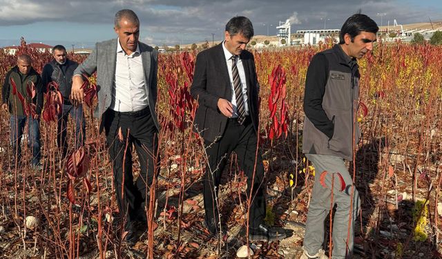 Van’da meyve fidanları üretim alanları incelendi