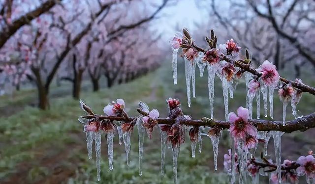 Zirai dondan etkilenen üreticilere destek ödemesi sürüyor