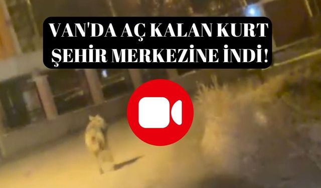 Van'da aç kalan kurt şehir merkezine indi