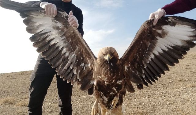 Van’da bulunan yaralı kartal tedavi altına alındı