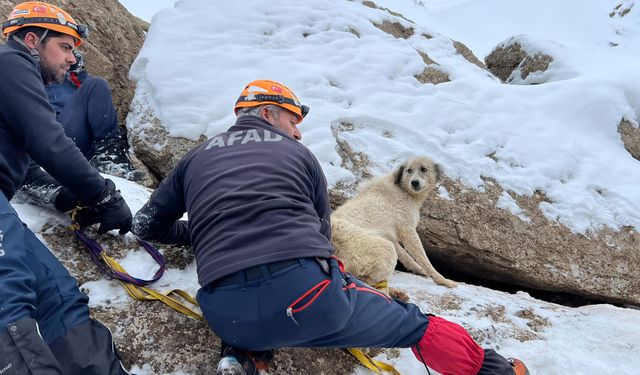 Van’da dağlık arazide mahsur kalan köpek kurtarıldı