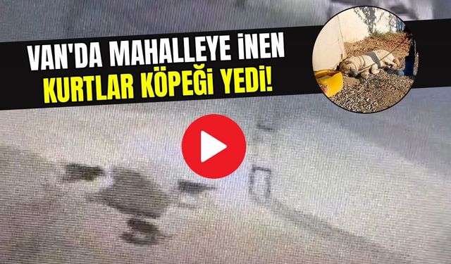 Van'da mahalleye inen kurtlar köpeği yedi!