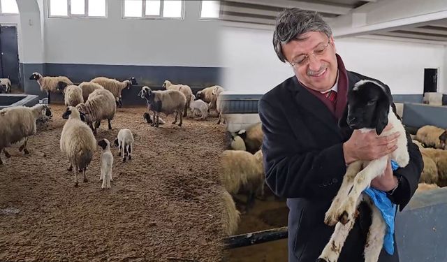 Türkmenoğlu: Van küçükbaşta üretimin lokomotifi olacak