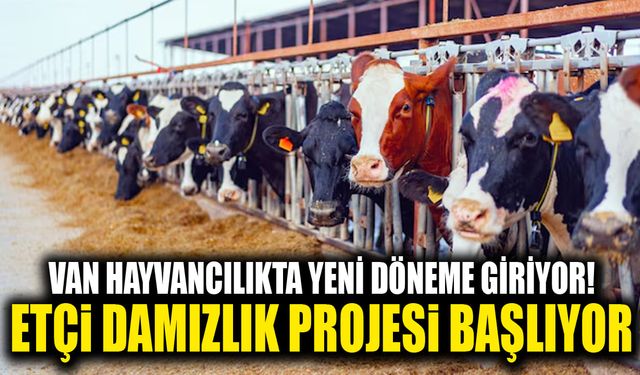 Van hayvancılıkta yeni döneme giriyor! Etçi damızlık projesi başlıyor