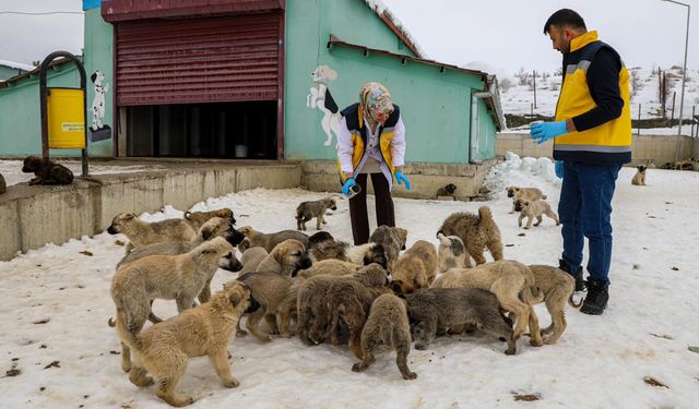 Van’da 11 bin 500 sahipsiz hayvan tedavi edildi