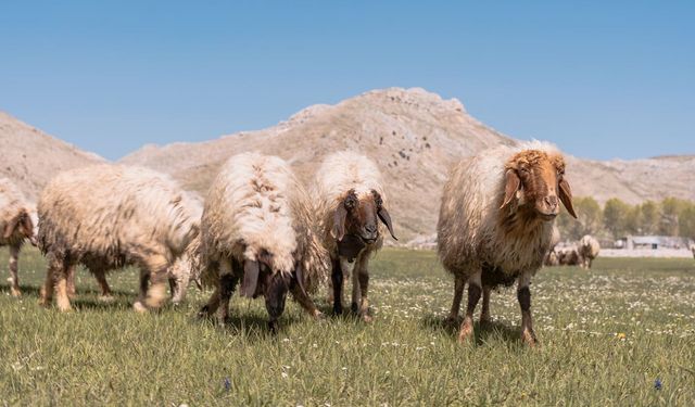 Van'da 150 bin küçükbaş hayvan dağıtılacak