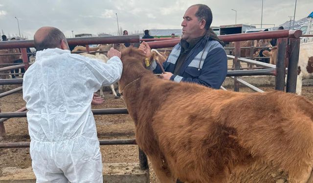 Van’da canlı hayvan pazarı denetlendi