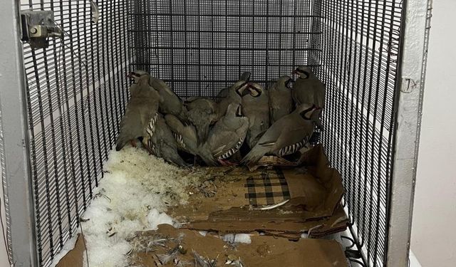 Van’da keklik avına 75 bin 303 TL idari para cezası