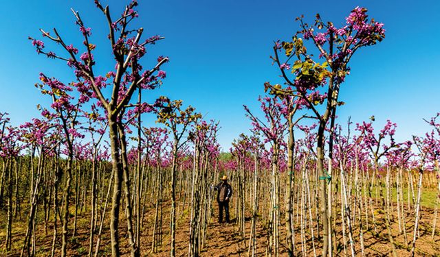 Van’da 18 TL’ye sertifikalı fidan dağıtımı yapılacak