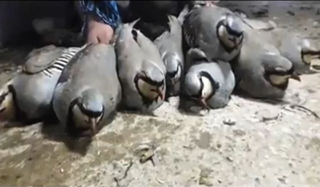 Van’da yasa dışı avlanma yapan şahıs tespit edildi