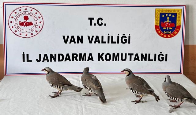 Van’da yasa dışı keklik taşımacılığına büyük ceza